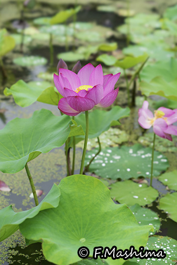 大賀ハス（信濃国分寺）