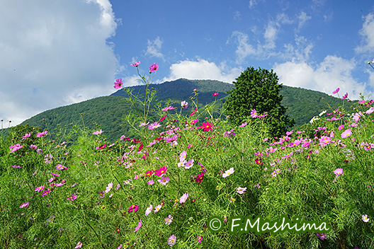 黒姫山の裾野に広がるコスモス畑