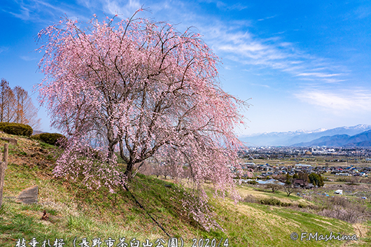 茶臼山桜2020-1