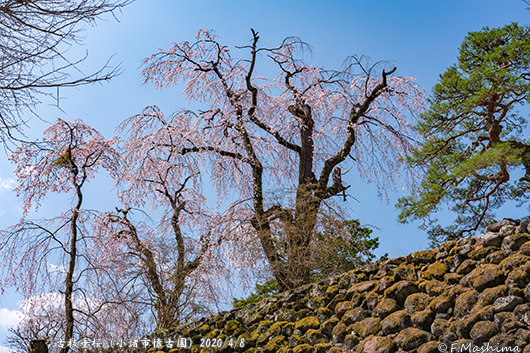 懐古園桜2020-1