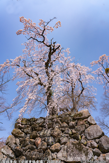 懐古園2020桜