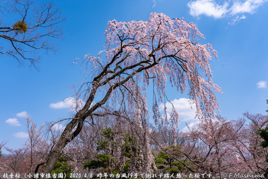 懐古園桜2020-2