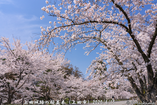 上田城跡の桜並木