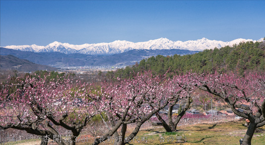 杏の里1