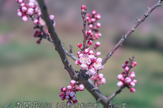 杏の里４