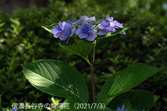 紫陽花03
