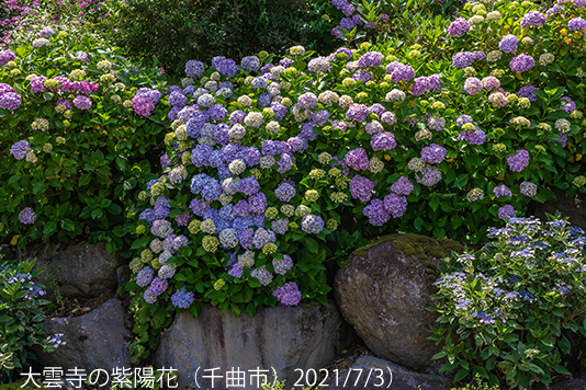 紫陽花10