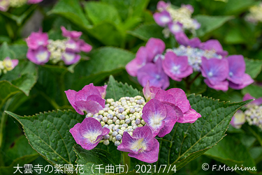 紫陽花14