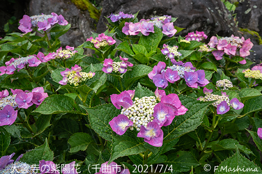 紫陽花13