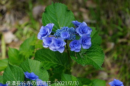 紫陽花02