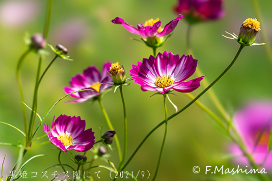 cosmos06