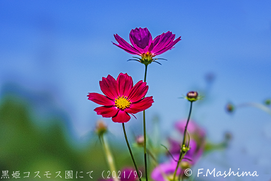 cosmos07