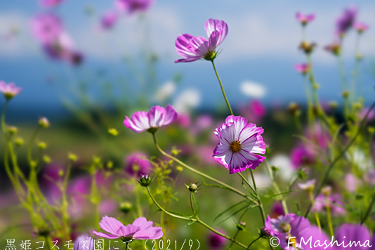 cosmos08