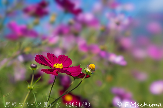 cosmos09