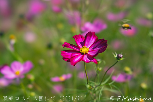 cosmos10