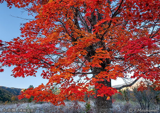 大赤楓