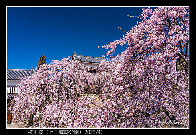 上田城跡桜01