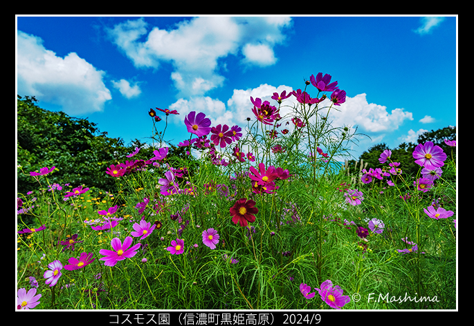 cosmos04